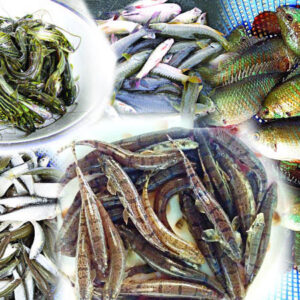 দেশি মাছ