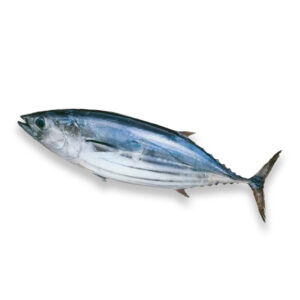 টুনা মাছ (Tuna Fish)