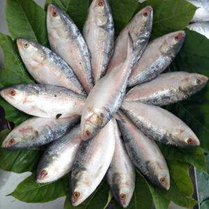 ইলিশ