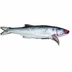 দেশি স্যালমন/তাইল্যা