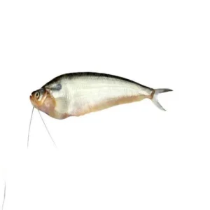 Pabda Fish- পাবদা মাছ