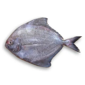 রূপচাঁদা মাছ