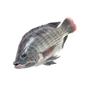 তেলাপিয়া মাছ