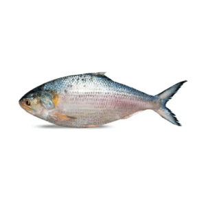 Hilsha Fish Whole (ইলিশ মাছ)