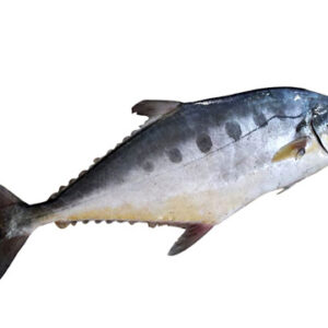 Chapa Surma(চাপা সুরমা)