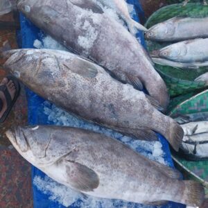 সামুদ্রিক ভোল মাছ